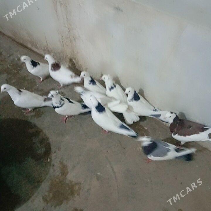 kepderi - Гызыларбат - img 2