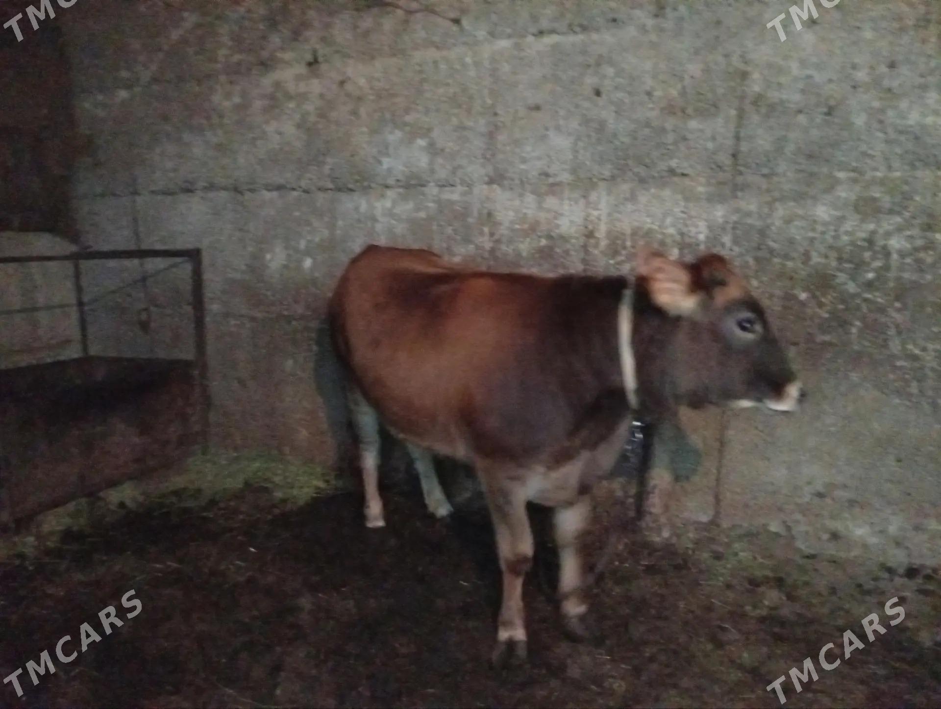 Gôle - Aşgabat - img 2