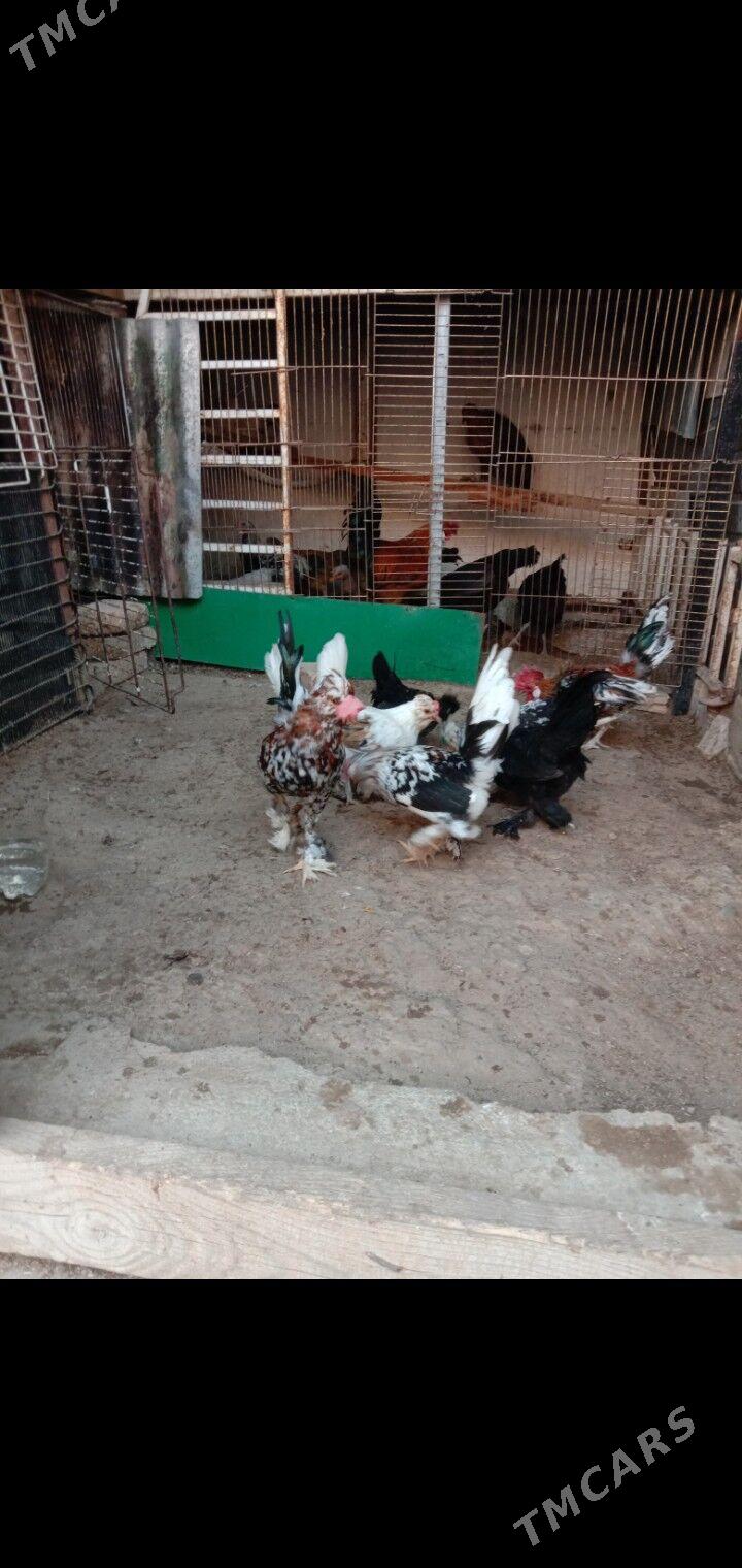 Karlik - Garadamak - img 5