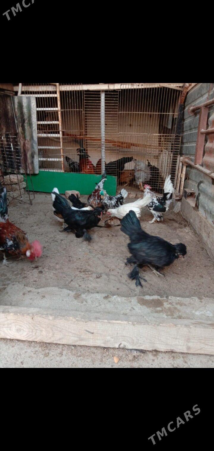 Karlik - Garadamak - img 3