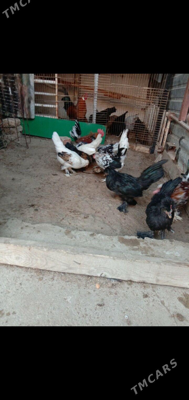 Karlik - Garadamak - img 2