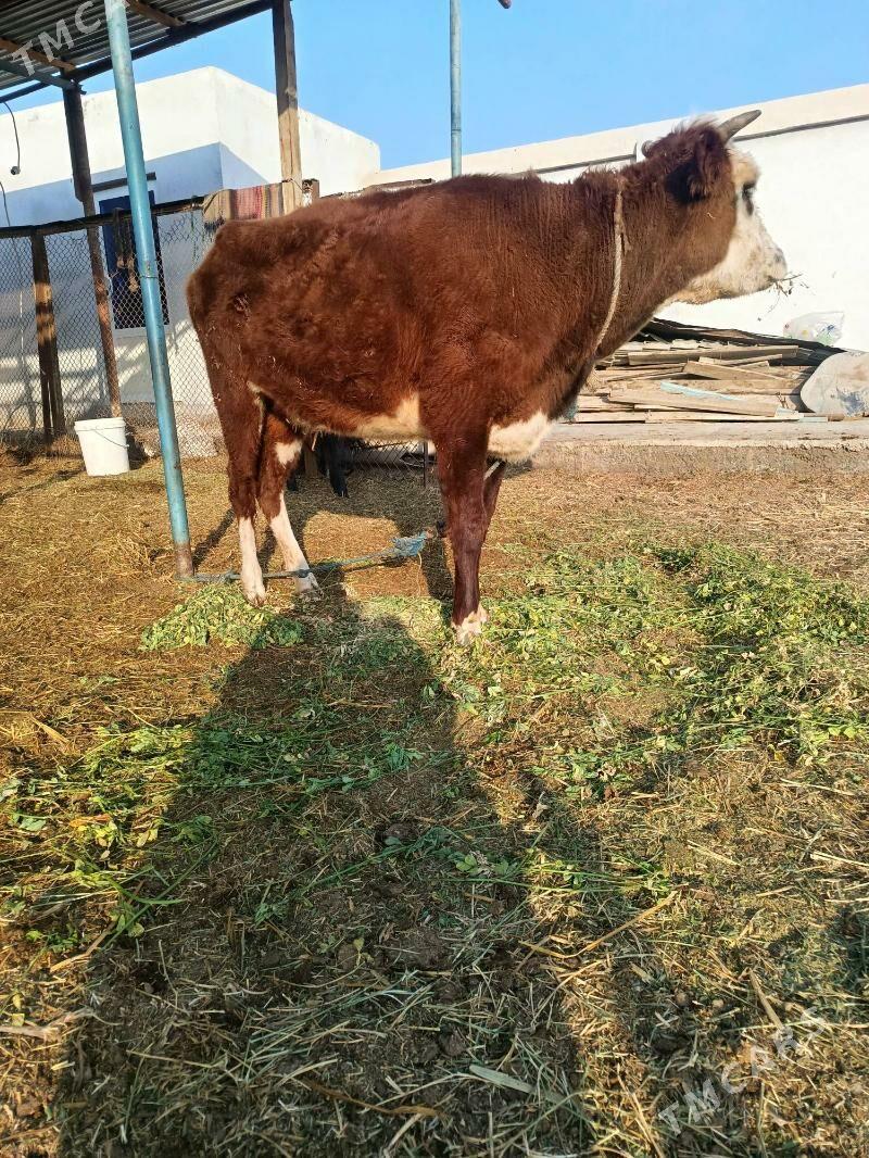 baklyk gunajyn - Türkmenabat - img 4