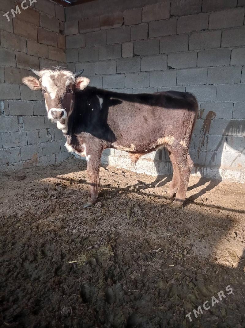 okuz ler - Büzmeýin - img 4