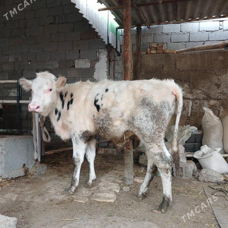 ÖKUZ - Büzmeýin - img 4