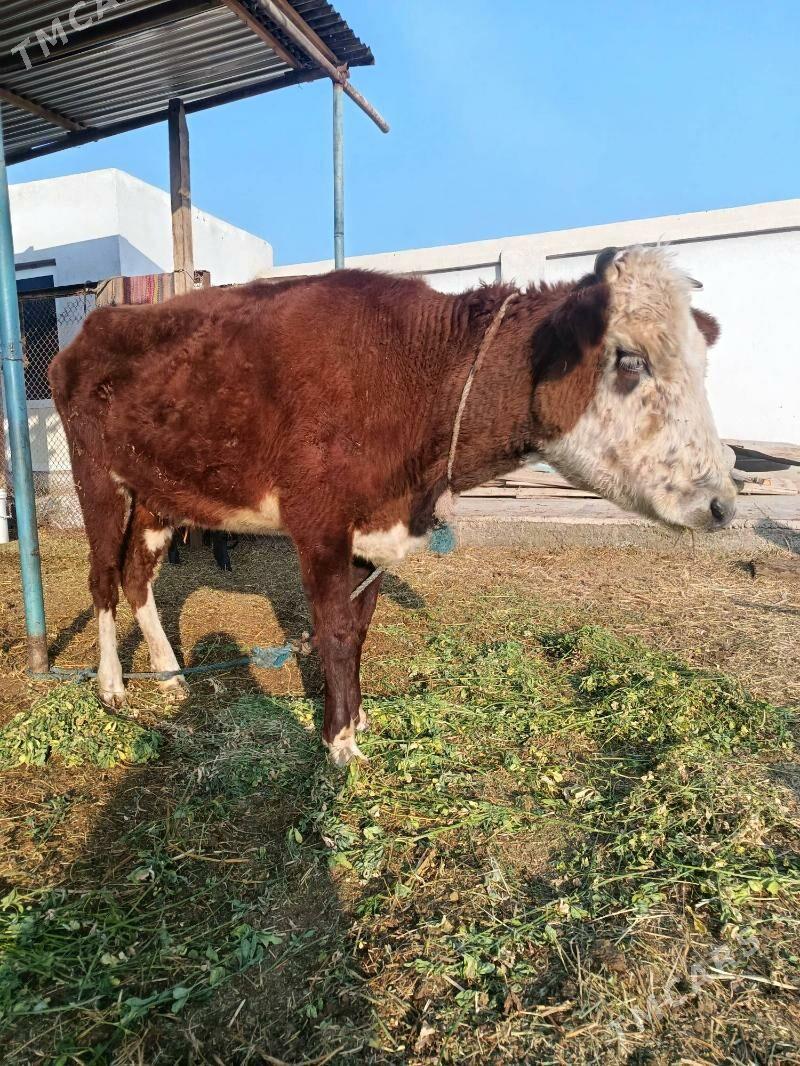 baklyk gunajyn - Türkmenabat - img 2