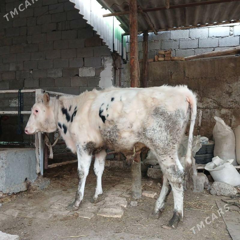 ÖKUZ - Büzmeýin - img 2