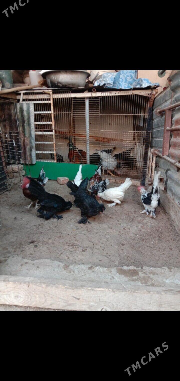 Karlik - Garadamak - img 4