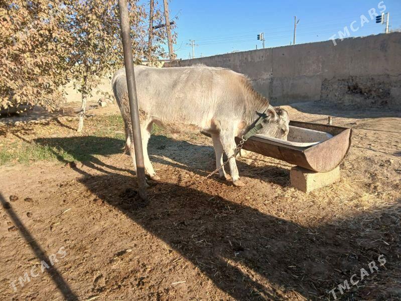 tohum öküzler - Бахарден - img 3