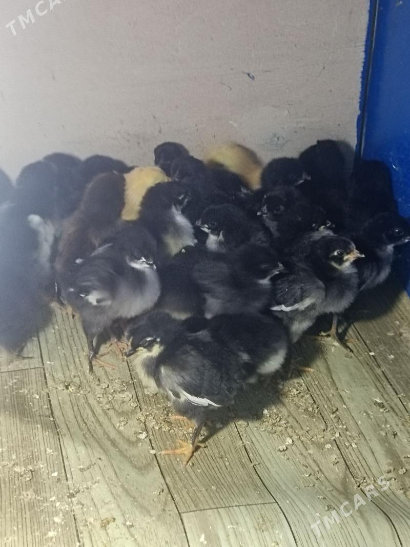 Ataks Jüýje - Туркменабат - img 2