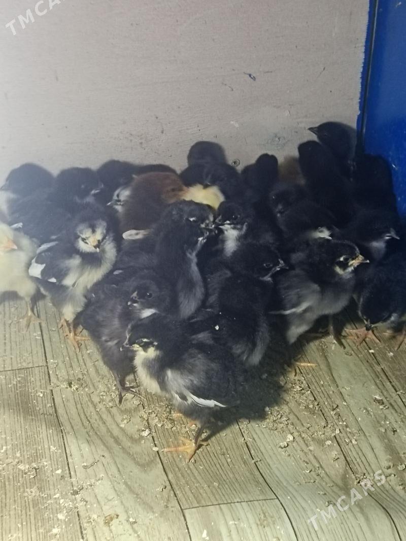 Ataks Jüýje - Туркменабат - img 1