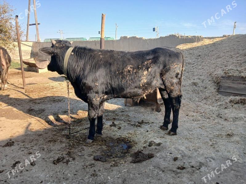 tohum öküzler - Бахарден - img 2