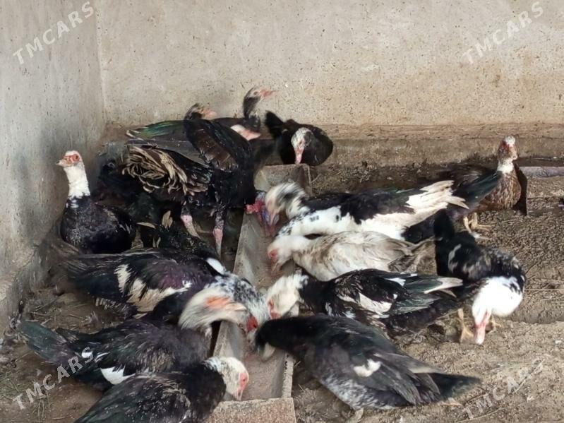 satlyk muskus - Чарджоу - img 4