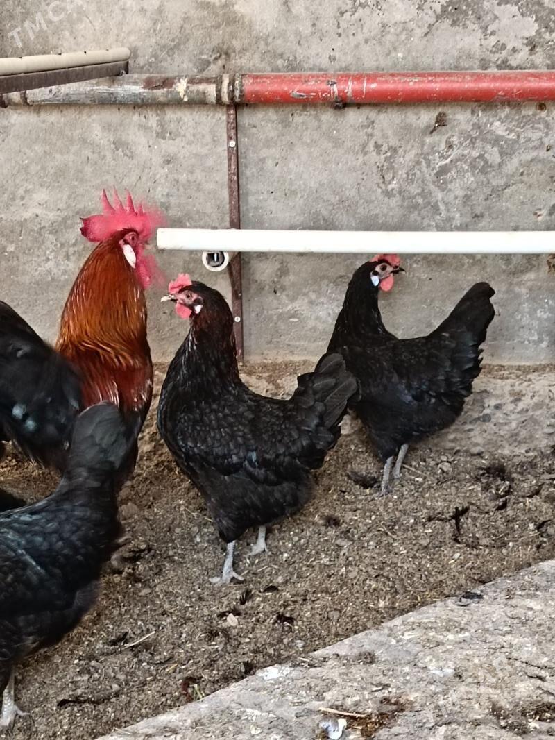 Ataks Jüýje - Туркменабат - img 5