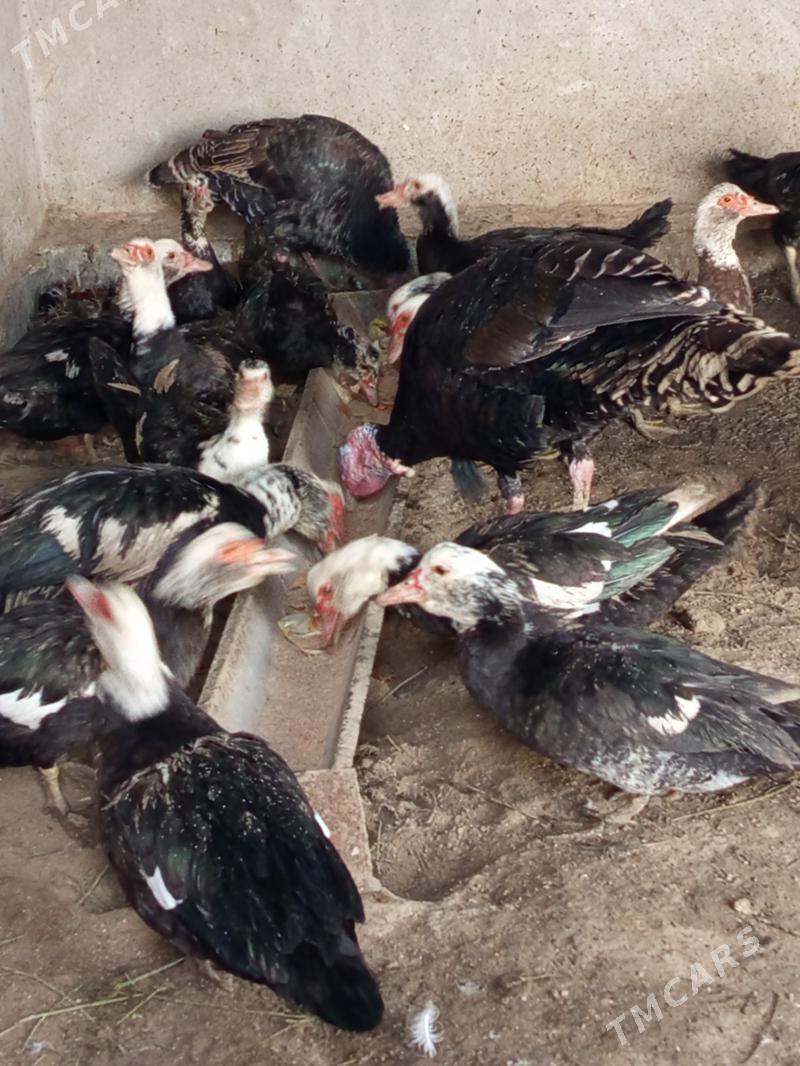 satlyk muskus - Чарджоу - img 2