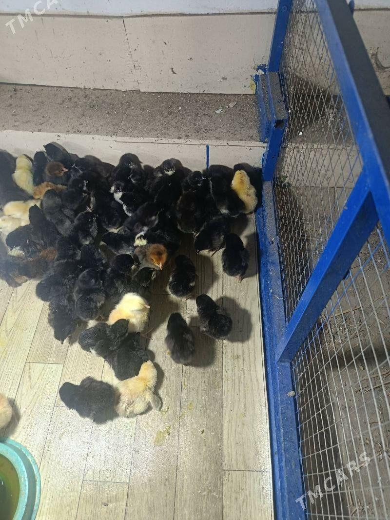 Ataks Jüýje - Туркменабат - img 3