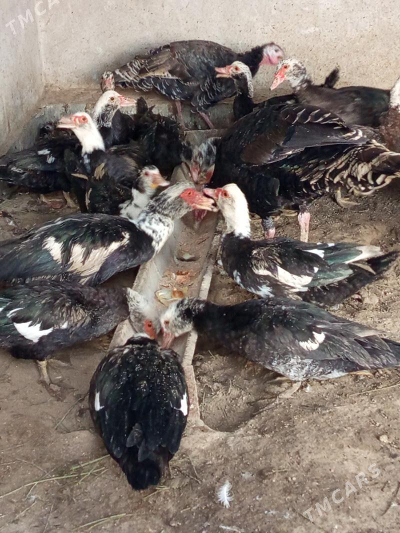 satlyk muskus - Чарджоу - img 3