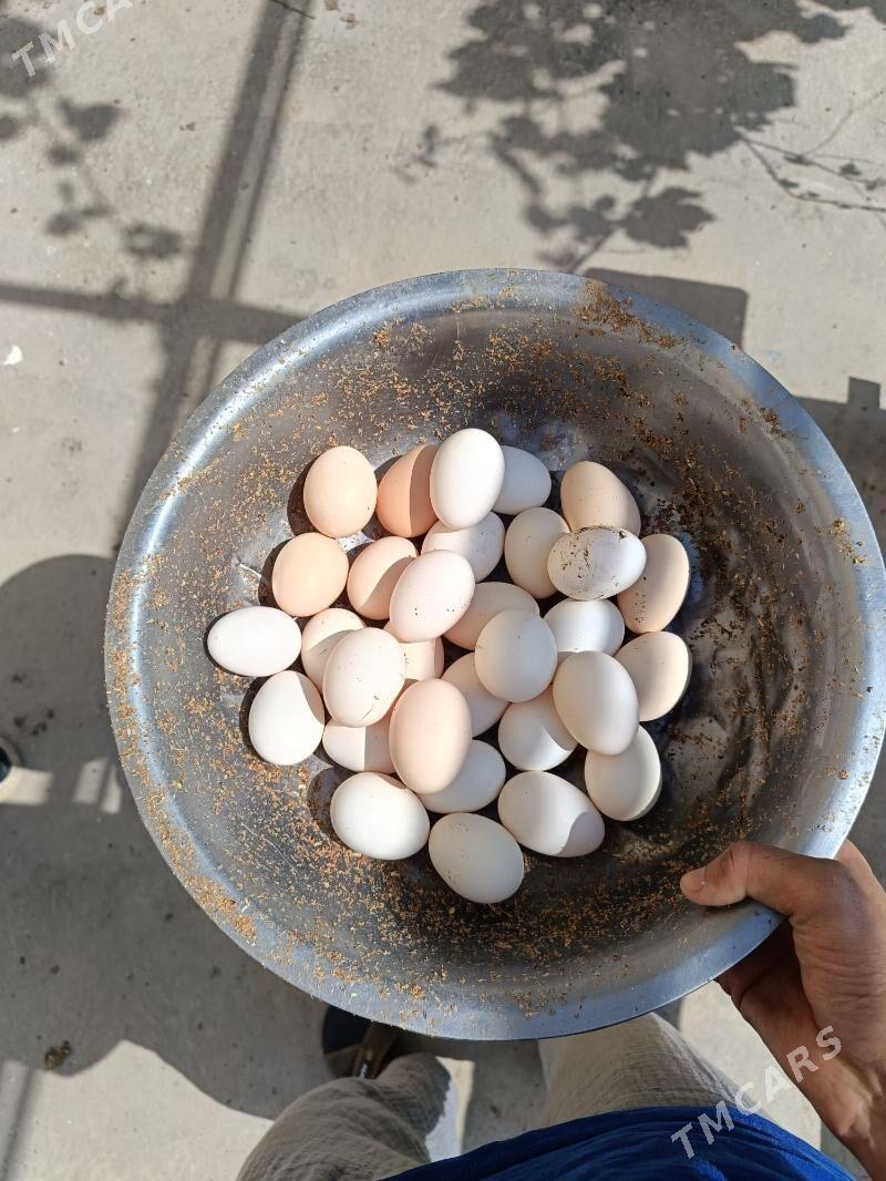 Ataks Jüýje - Туркменабат - img 8