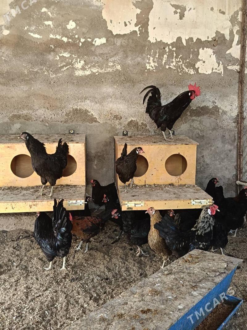 Ataks Jüýje - Туркменабат - img 7