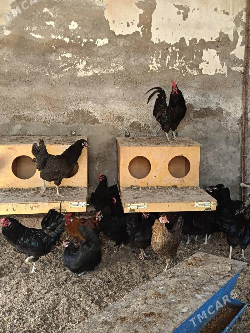 Ataks Jüýje - Туркменабат - img 6