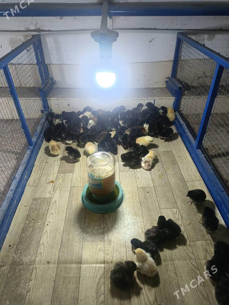 Ataks Jüýje - Туркменабат - img 4