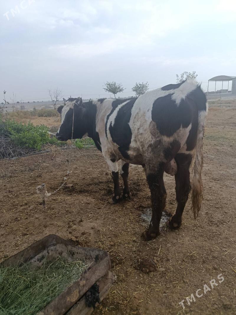 Gara ala okuz - Bäherden - img 1