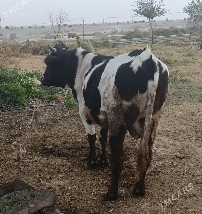 Gara ala okuz - Bäherden - img 2