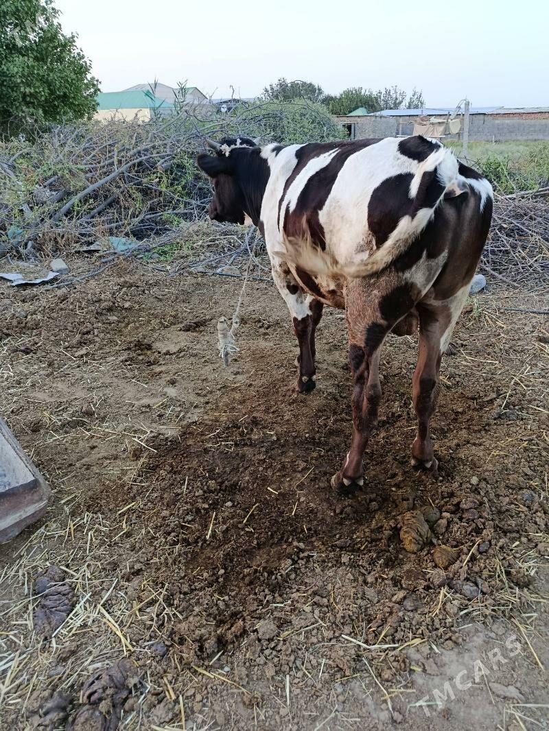 Gara ala okuz - Bäherden - img 3