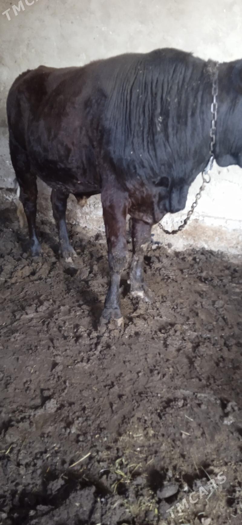 okuz bakylan - Mary - img 2