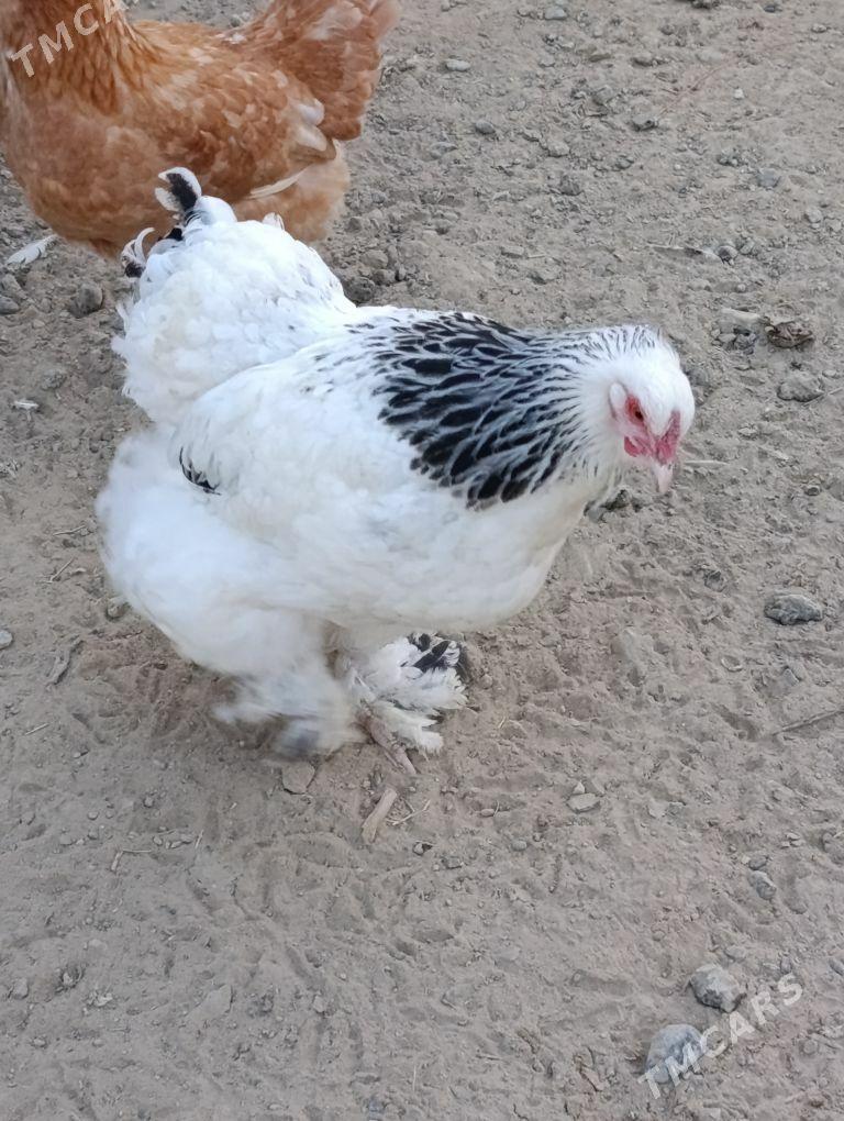 Brama - Gyzylarbat - img 2