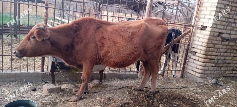 bogaz sygyr - Мары - img 2