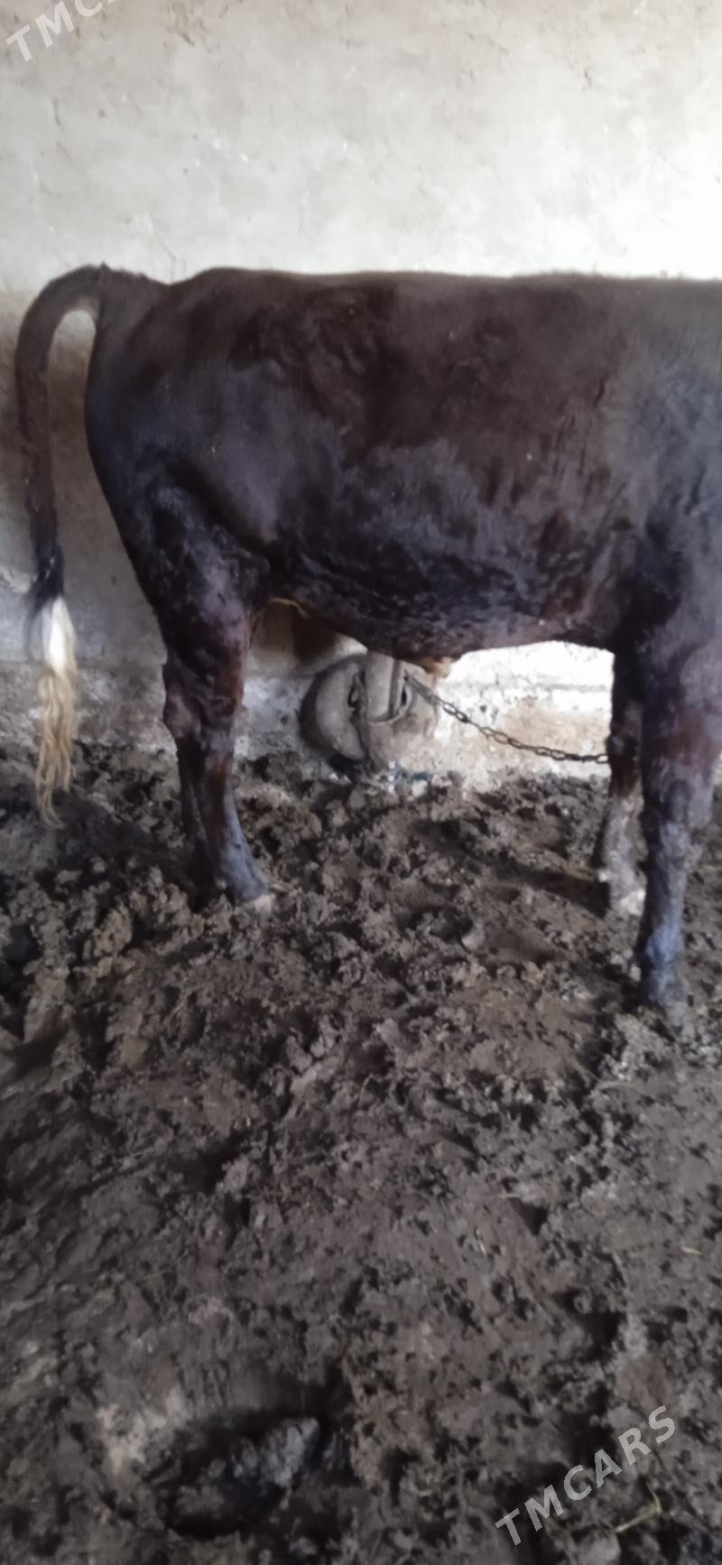 okuz bakylan - Mary - img 3