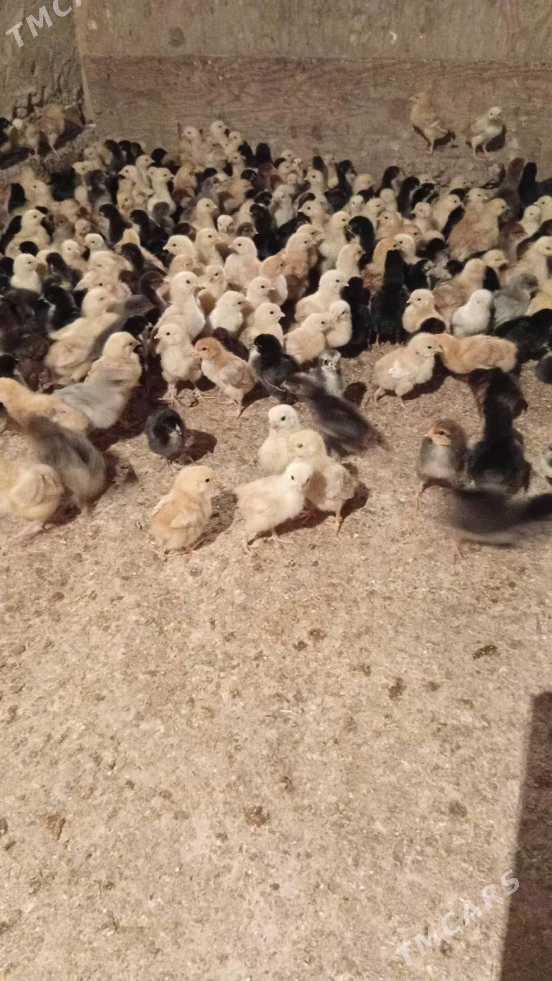 juyje жуже - Şabat etr. - img 2