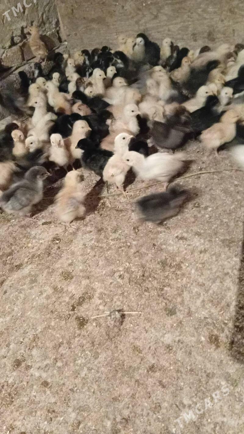 juyje жуже - Şabat etr. - img 1