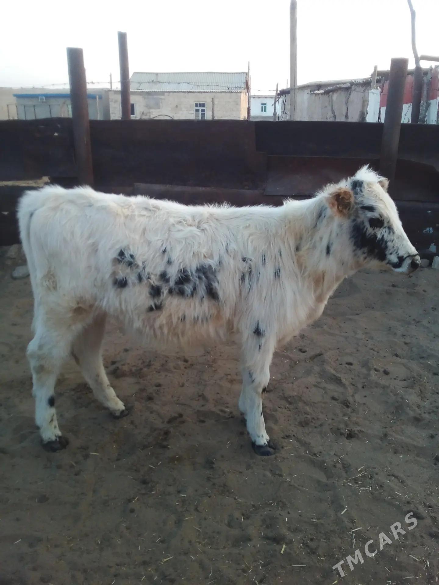 inen gole - Balkanabat - img 2