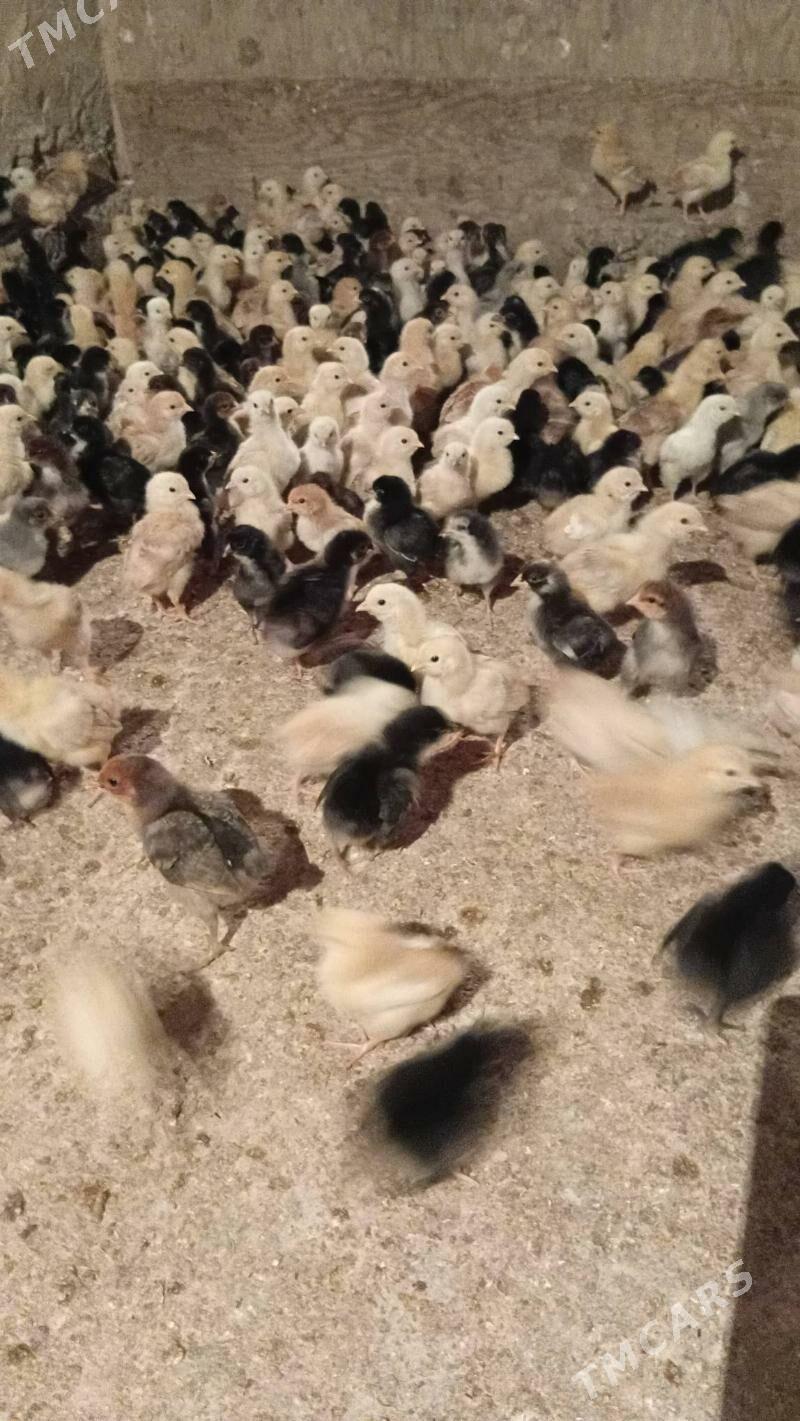 juyje жуже - Şabat etr. - img 3