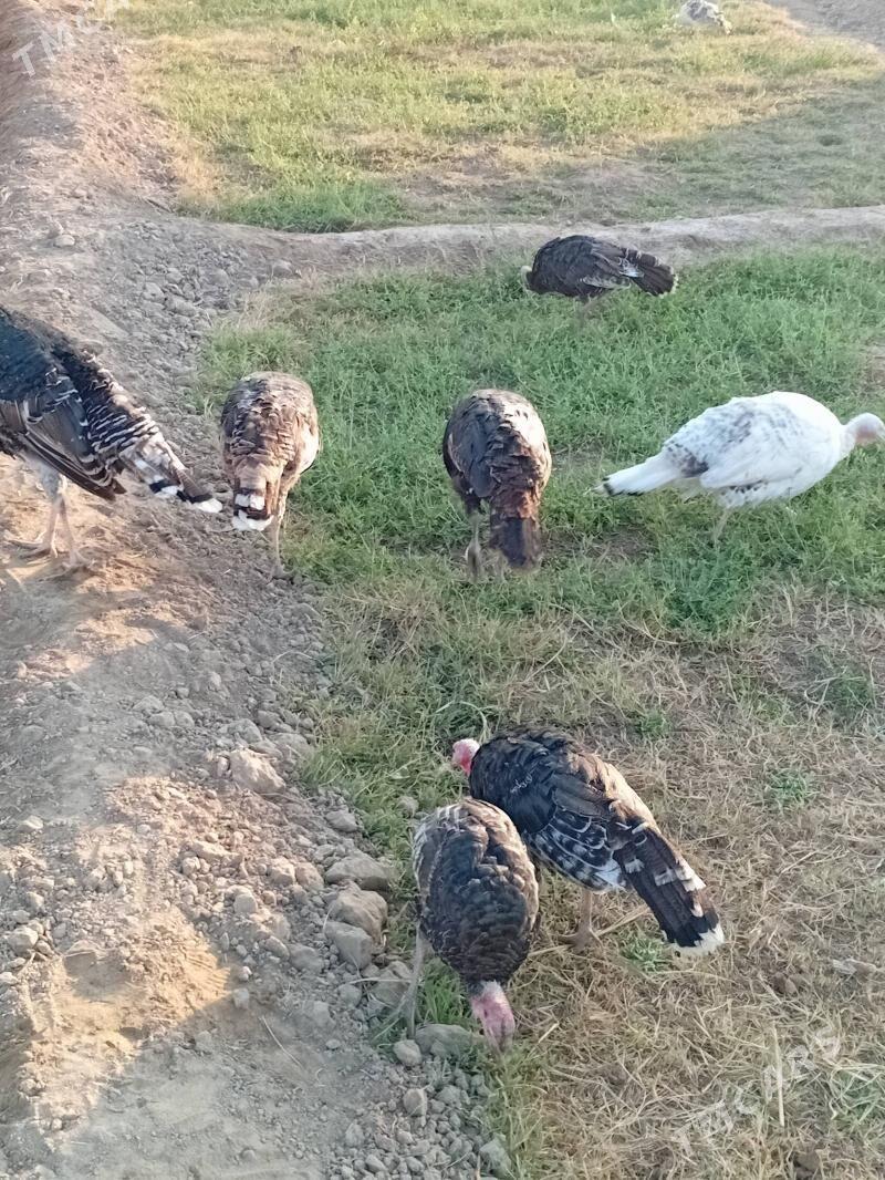 induk - Мургап - img 2