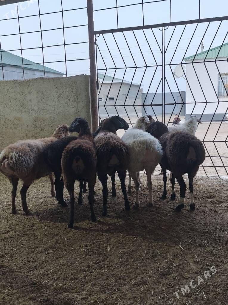 GÌSAR ARASA - Änew - img 9