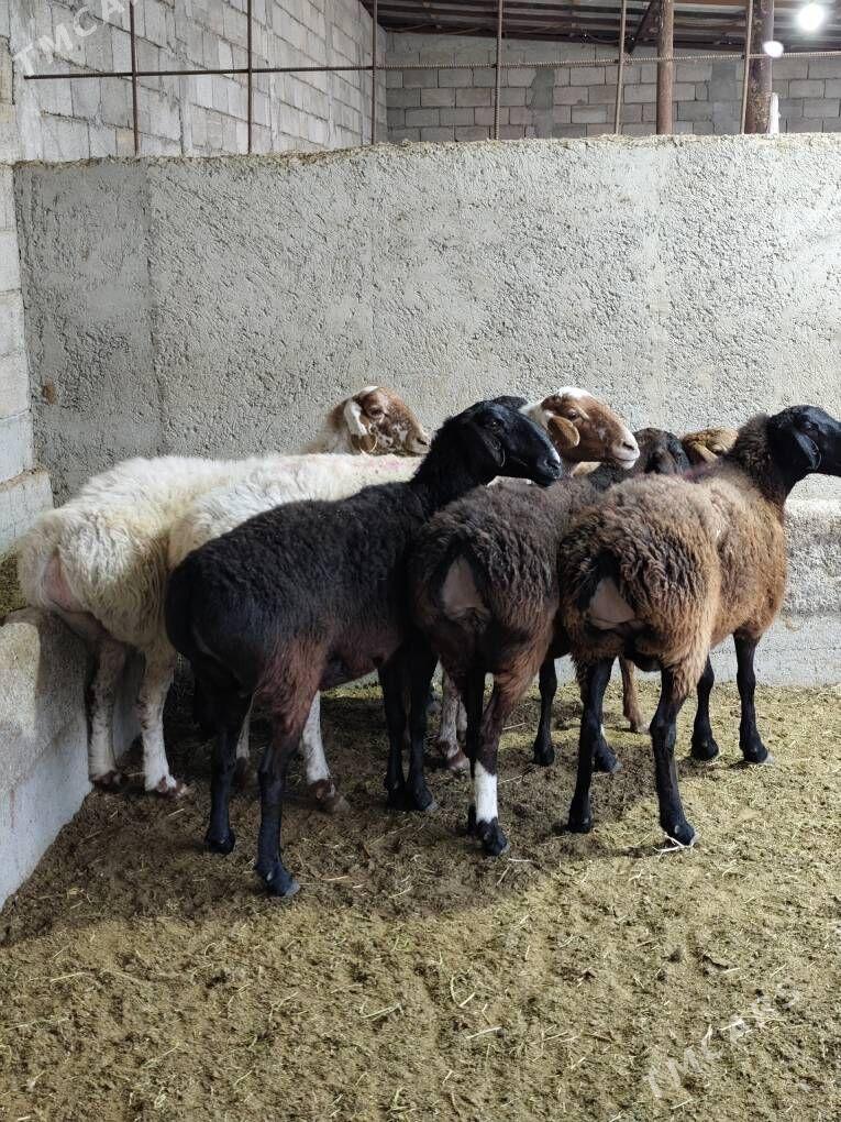 GÌSAR ARASA - Änew - img 8