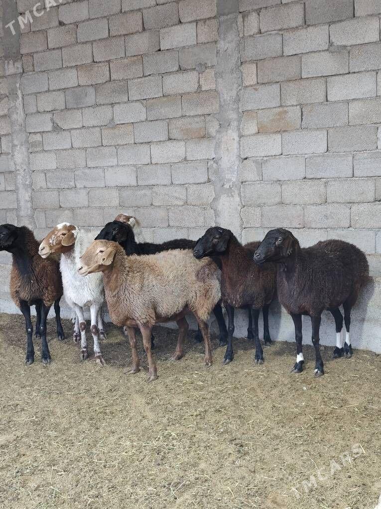 GÌSAR ARASA - Änew - img 10