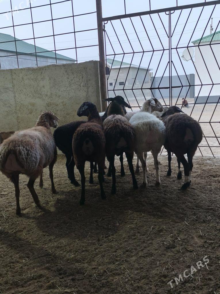 GÌSAR ARASA - Änew - img 3