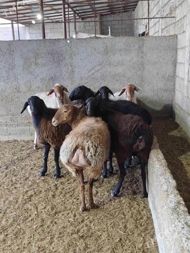 GÌSAR ARASA - Änew - img 2