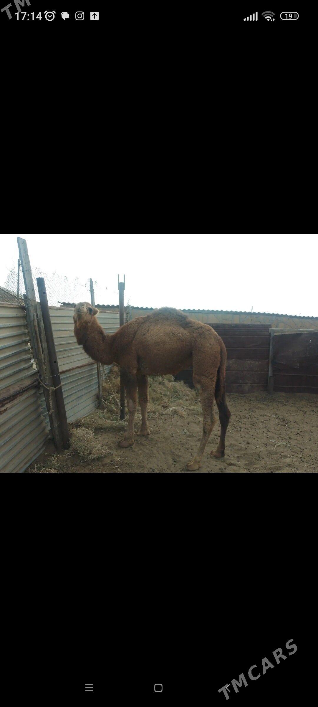 düÿe - Esenguly - img 2