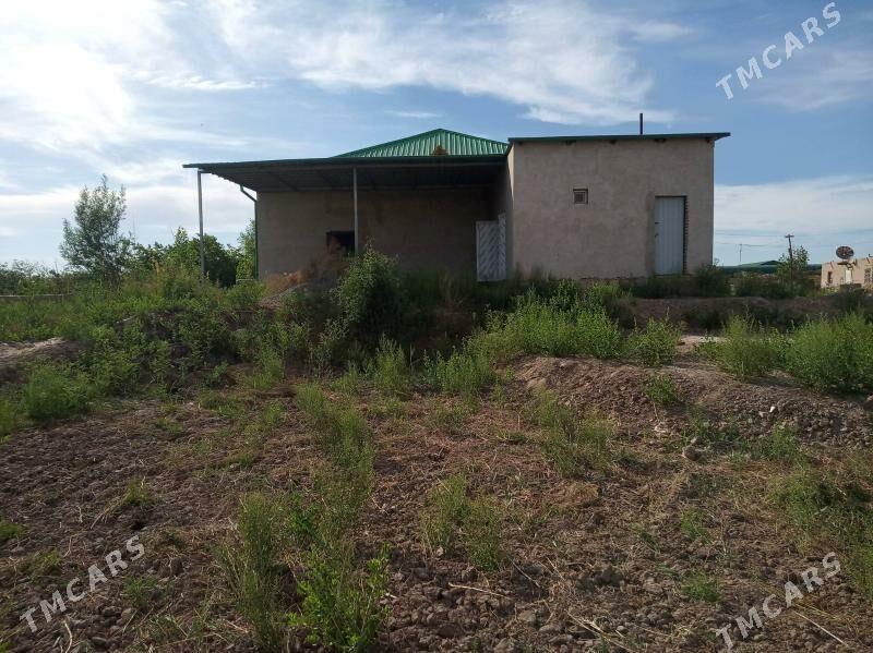 Panahan yasayys jay - Daşoguz - img 5