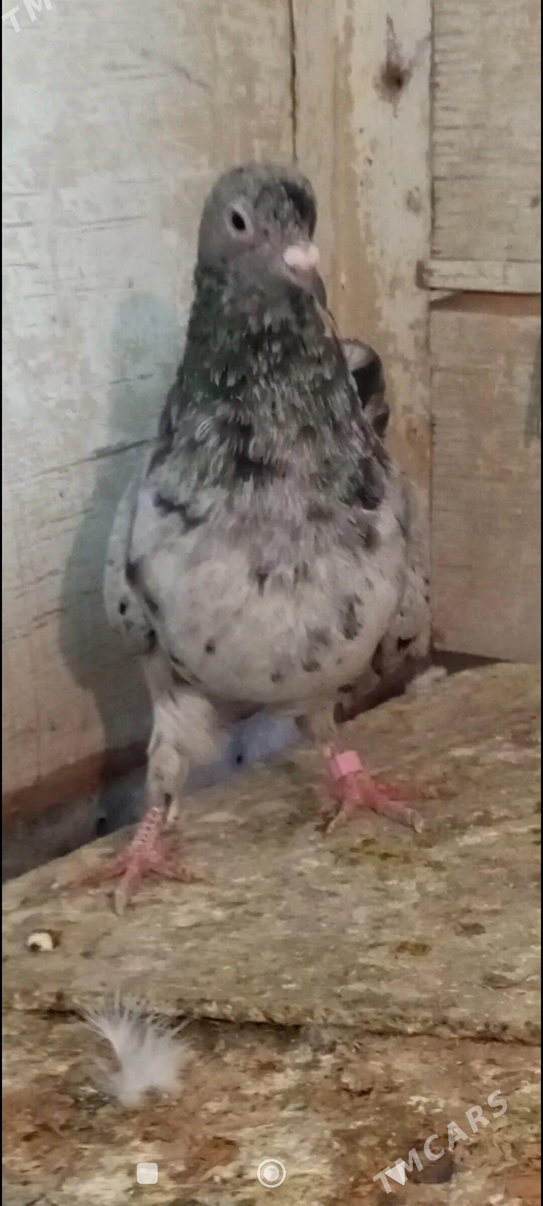 kepderi - Ашхабад - img 2