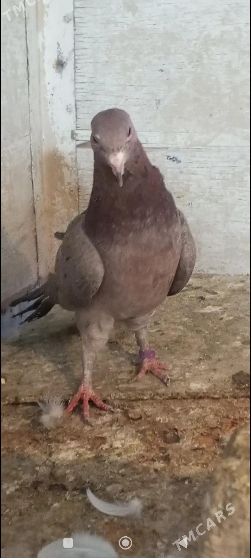 kepderi - Ашхабад - img 3