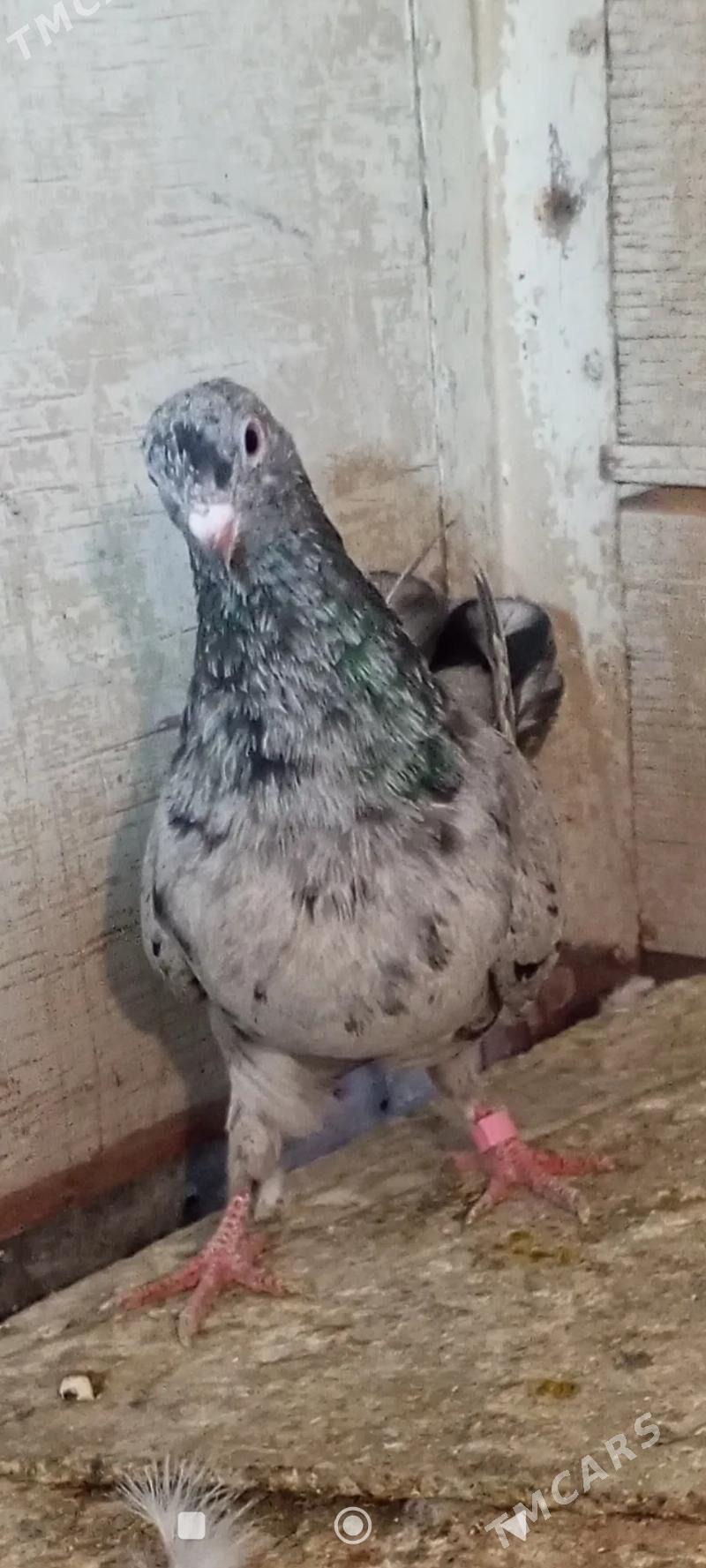 kepderi - Ашхабад - img 5