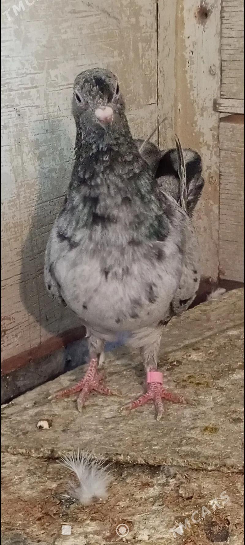 kepderi - Ашхабад - img 4