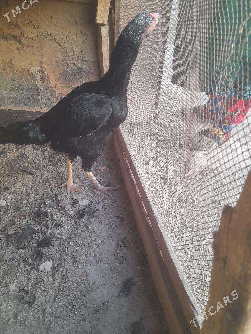 towuk - Фарап - img 3