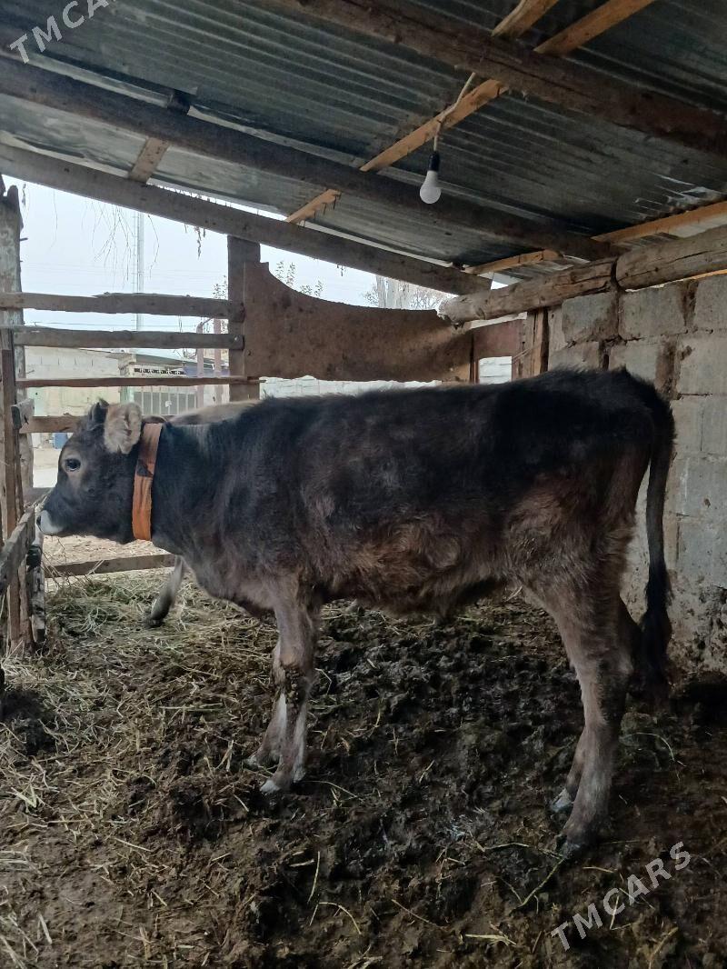 Tuwe 2 sany - Gökdepe - img 3