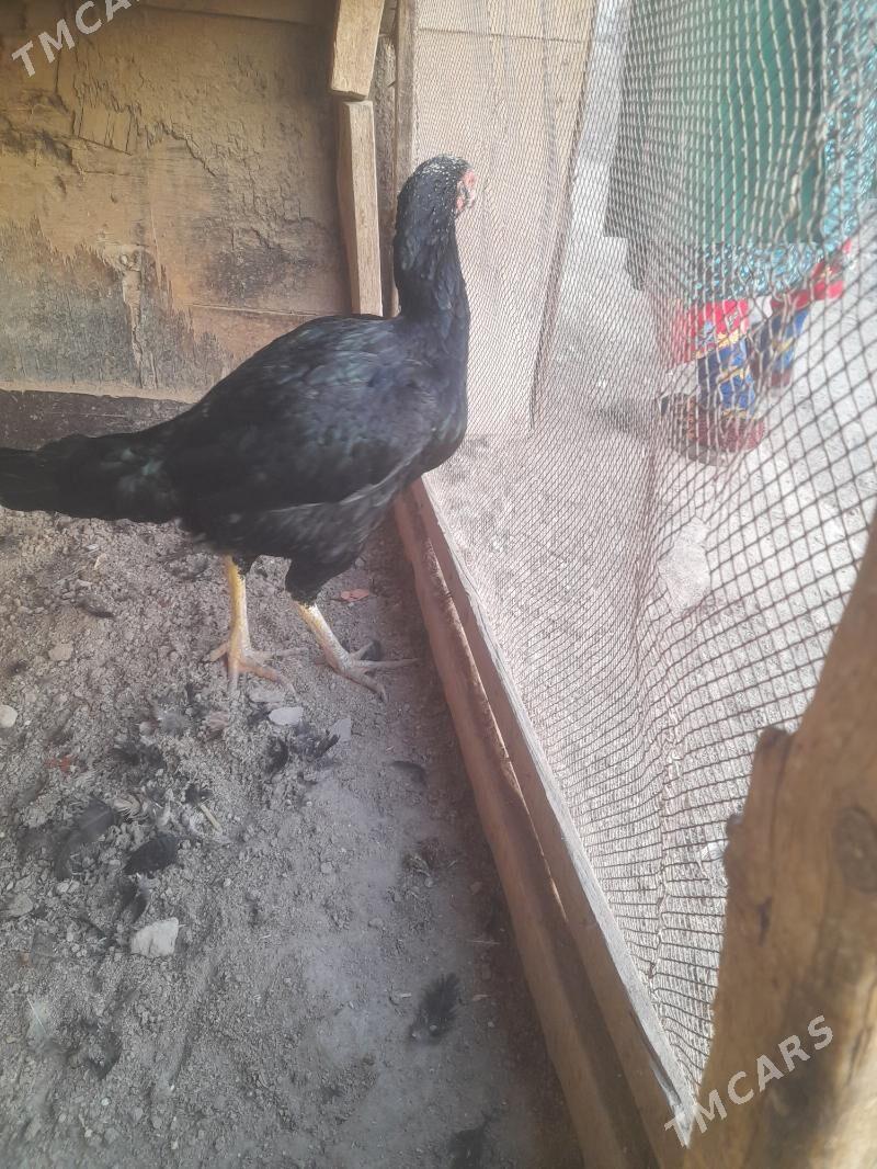 towuk - Фарап - img 4